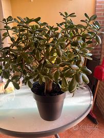 Albero di giada in vaso da 26 cm