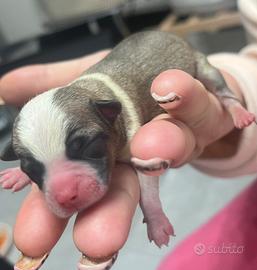 Cuccioli di chihuahua toy sono nati ieri originali