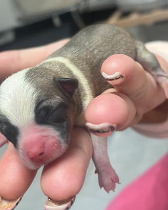 Cuccioli di chihuahua toy sono nati ieri originali