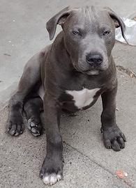 Cucciolo blu di American Pit bull terrier