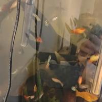 Guppy platy molly