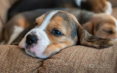 Beagle cucciolo