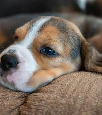 Beagle cucciolo