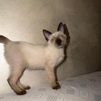 Gattino 3 mesi Siamese