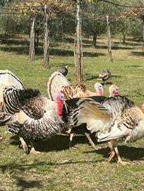 Tacchini leggeri da cova