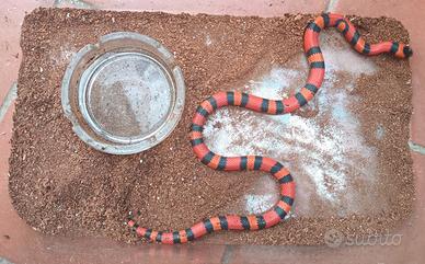 Serpente
