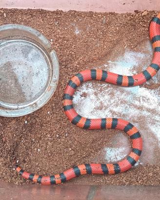 Serpente