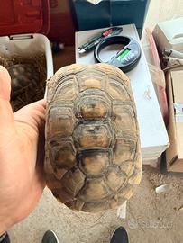 Coppia Testudo marginata sarda