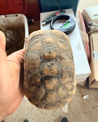 Coppia Testudo marginata sarda