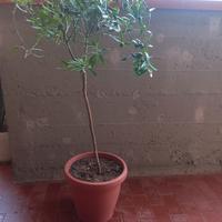 Albero di Limone Caviale 