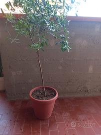 Albero di Limone Caviale 