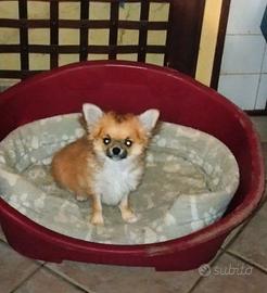 Chihuahua pelo lungo femminuccia