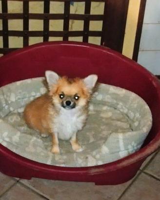 Chihuahua pelo lungo femminuccia