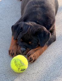 Cucciolo Rottweiler maschio