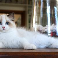Magnifico cucciolo ragdoll pedigree ministeriale