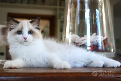 Magnifico cucciolo ragdoll pedigree ministeriale