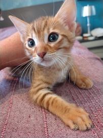 Gattino bengala affettuoso