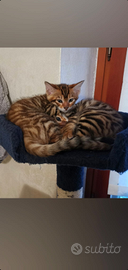 Gatto toyger