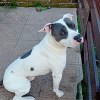 Amstaff