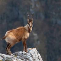 Camoscio monti Abruzzo, foto A3 42X29,7 cm