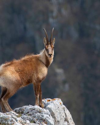 Camoscio monti Abruzzo, foto A3 42X29,7 cm