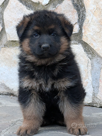 Cuccioli maschio e femmina Roma