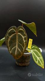 Anthurium Snow Queen