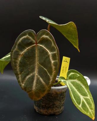 Anthurium Snow Queen