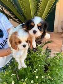 Cuccioli di Cavalier king Ciarles Spaniel tricolor