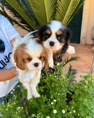 Cuccioli di Cavalier king Ciarles Spaniel tricolor