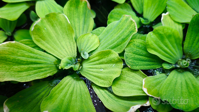 Pianta di superficie