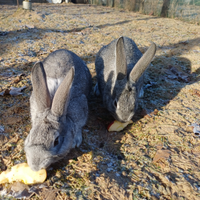 Conigli per alimentazione