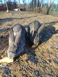 Conigli per alimentazione