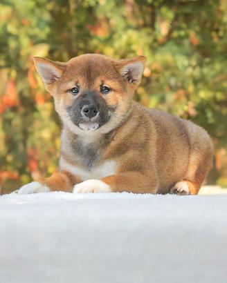 Shiba Inu di 2 mesi