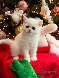 Scottish fold e straight cuccioli