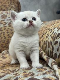 Ultimo gattino Scottish Straight