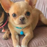 Chihuahua toy maschio disponibile per monta