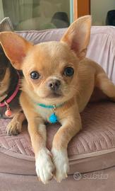 Chihuahua toy maschio disponibile per monta
