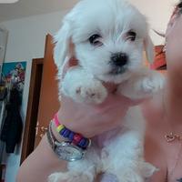 Maltese