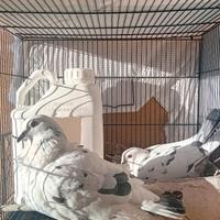 Colombe piccioni coppia