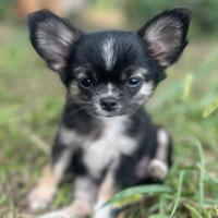 Cucciole chihuahua a pelo lungo