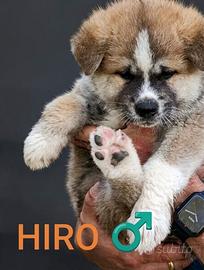 Cuccioli Akita Inu con pedigree