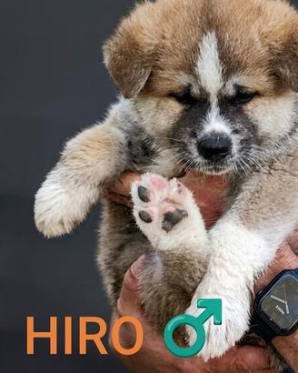 Cuccioli Akita Inu con pedigree