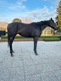 Cavalla da completo multidisciplinare