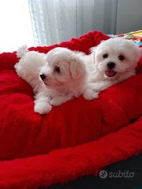 Maltese toy