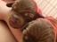 Immagine 3
