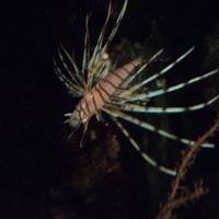 Pesci acquario marino tropicale