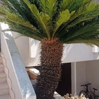 Cycas