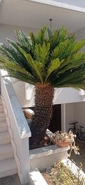 Cycas