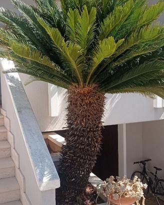 Cycas